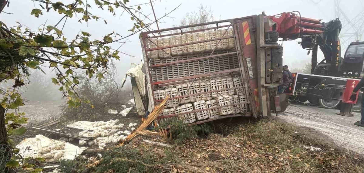 Bolu Seben yolunda virajı alamayan canlı tavuk yüklü kamyon devrildi