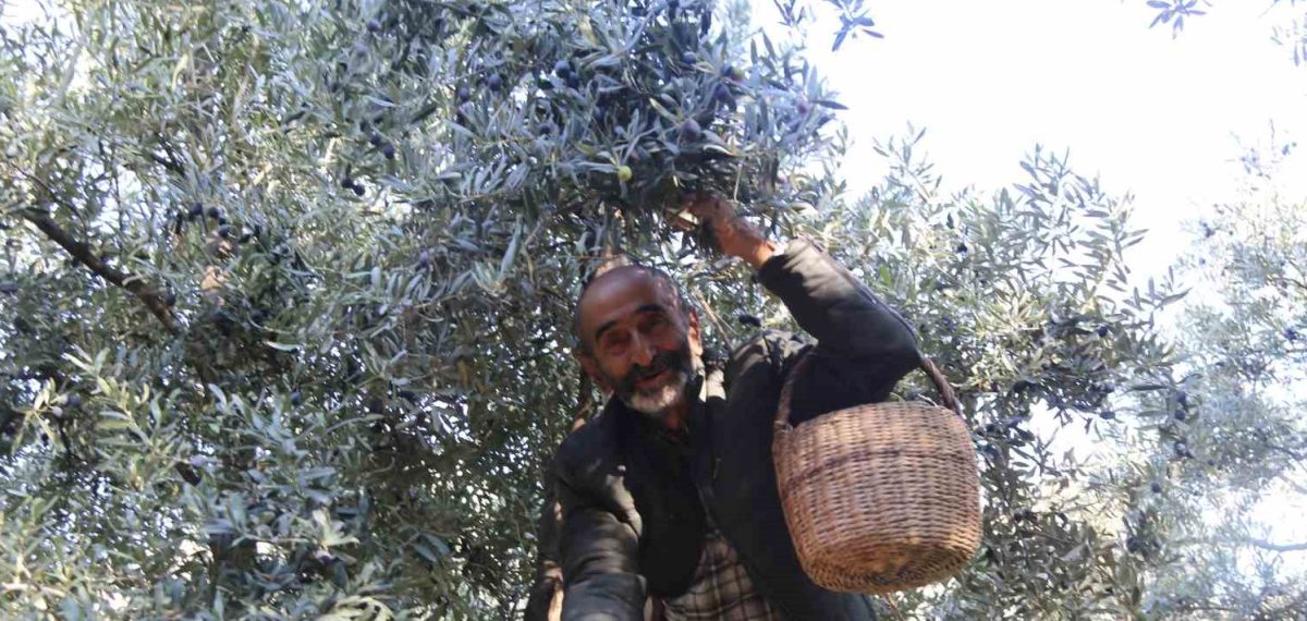 Butko zeytininde hasat başladı ve ilk yağlar üretildi