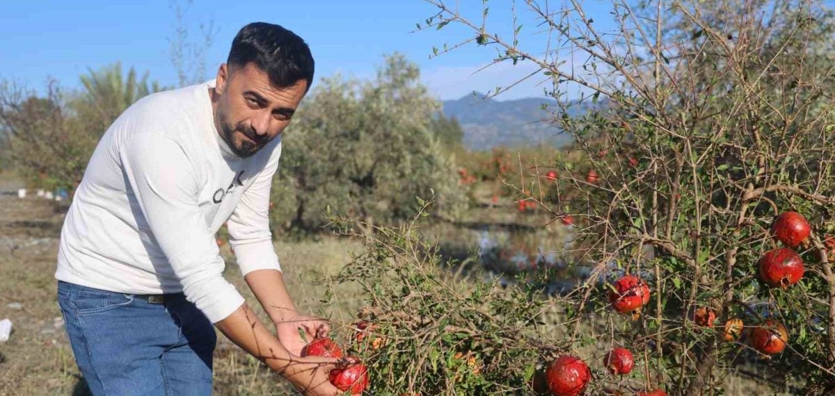 Ceviz büyüklüğündeki dolu 100 dönümlük nar bahçesini biçti