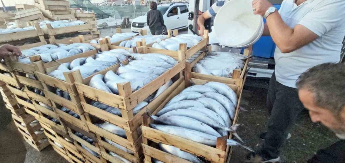 Cide’de palamut bolluğu tezgah fiyatlarını 40-60 TL’ye düşürdü
