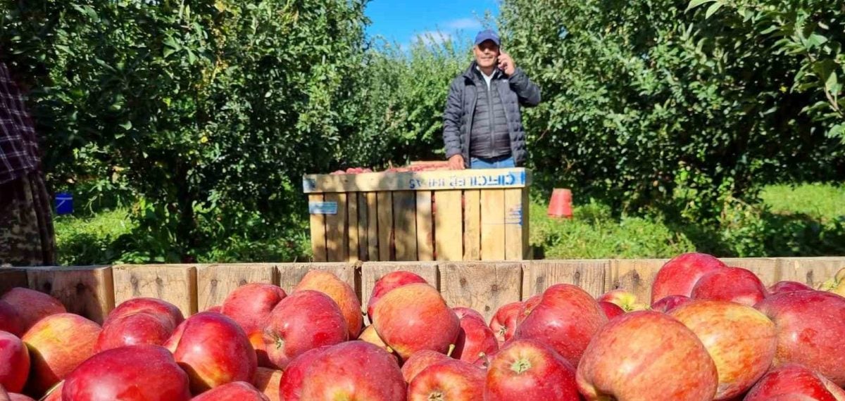 Çivril’de sofralık elma hasadı başladı, üreticiler rekolteden memnun