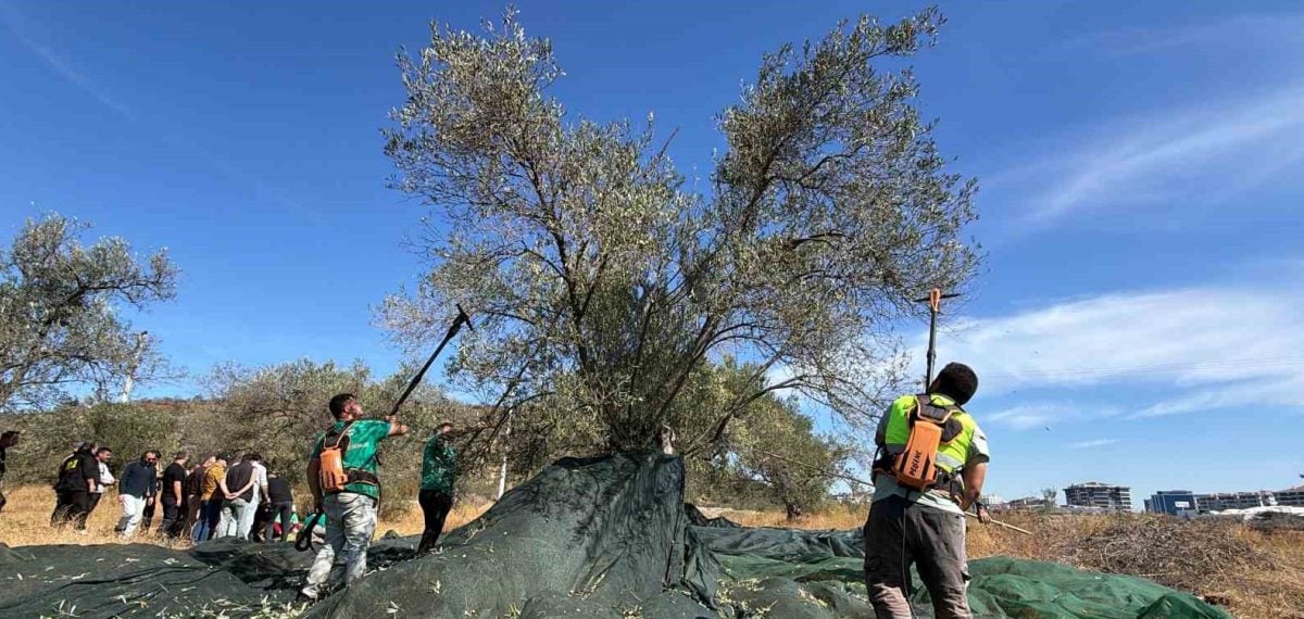 Edremit Belediyesi erken hasatta 100 kg zeytinden 13,6 kg yağ elde etti