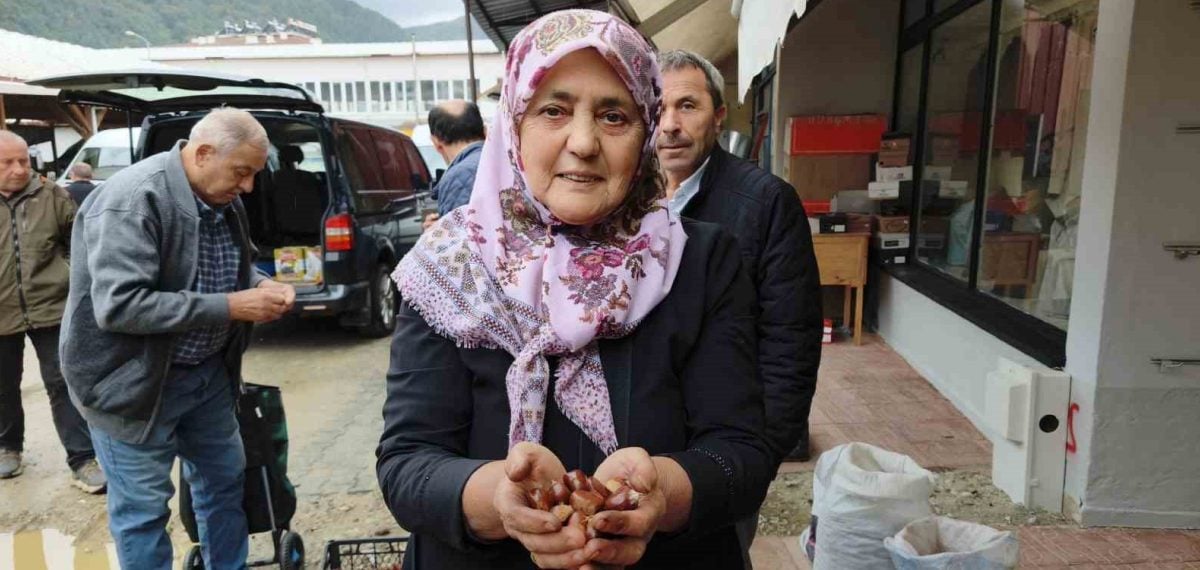 Erfelek’te yeni sezon kuzu kestanesi hasadı başladı fiyatlar yüksek