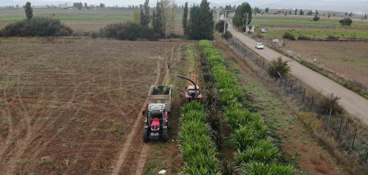 Fil otu Kelkit’te denendi ve hayvancılıkta alternatif yem potansiyeli gösterdi