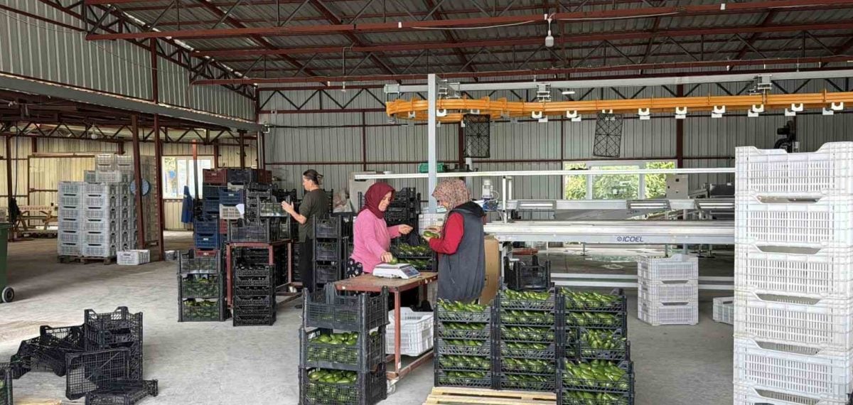 Gazipaşa’dan Gürcistan’a ilk büyük avokado sevkiyatı ihracata kapı açtı