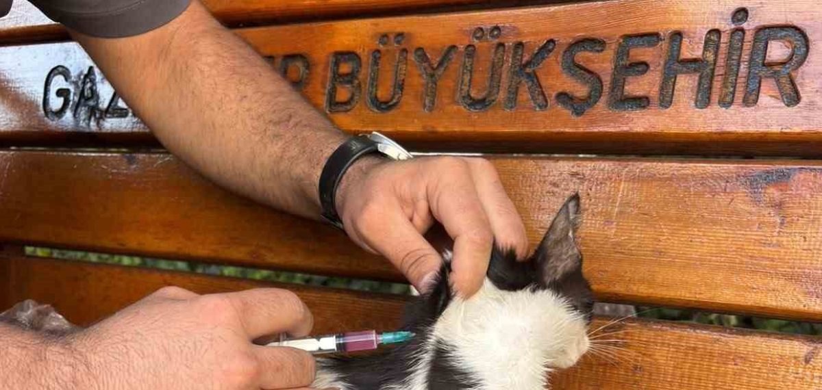 GKV Özel Okulları bahçesindeki kedilere kapsamlı sağlık taraması yapıldı