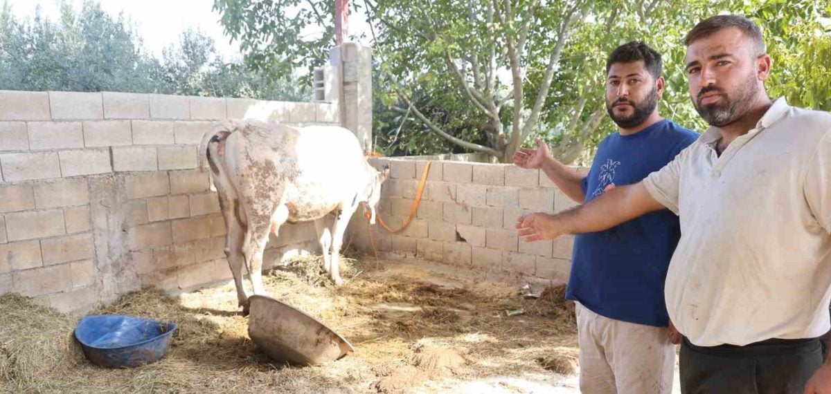 Hatay Kırıkhan’da şap hastalığı tespit edildi, hayvan pazarları durduruldu