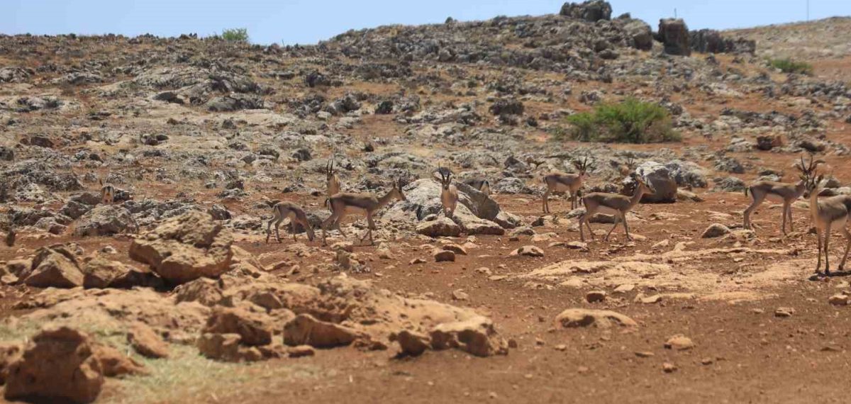 Hatay’da izinsiz toprak sürme cezası 699 bin 245 TL ile sonuçlandı
