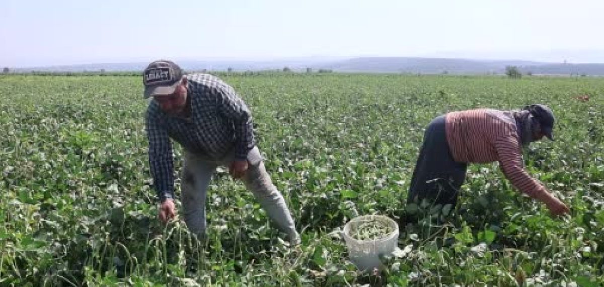 Hatay’da lübye hasadı başladı; tarlada 40-50 TL markette 130-140 TL