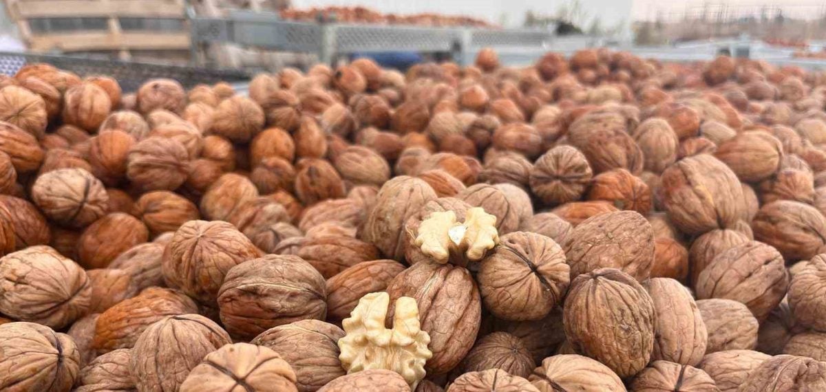 Hayrabolu’da modern sulama ile ceviz hasadı başladı 40 ton hedefi