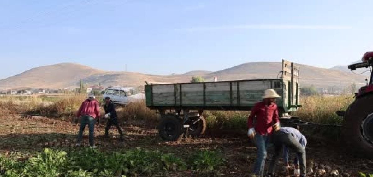Kahramanmaraş’ta şeker pancarı hasadı başladı rekolte 500 bin tona yakın