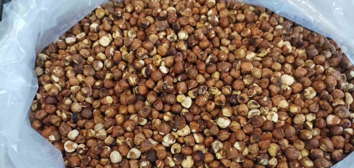 Kahverengi kokarca fındık randımanını düşürdü, yaklaşık 9 bin ton kayıp beklentisi
