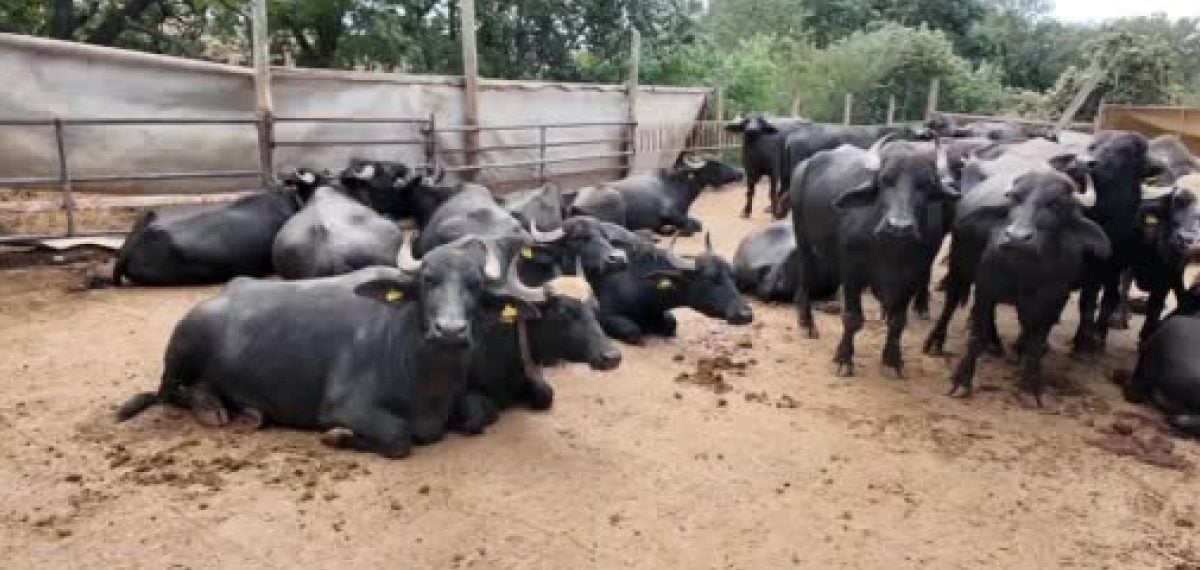 Karacakılavuzlu kadınların manda sütüyle ürettiği geleneksel süt ürünleri