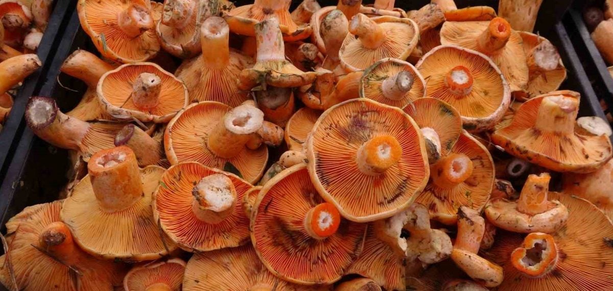 Karadeniz’de ormanlardan toplanan mantarlardan zehirlenme vakaları arttı