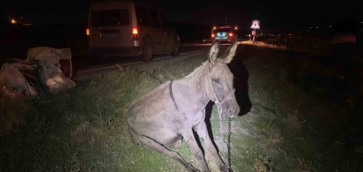 Karaman’da yola çıkan eşeğe çarpan araç sonrası hayvan telef oldu