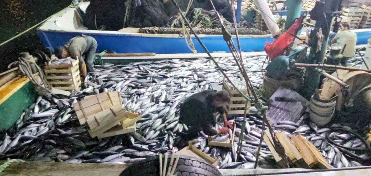 Kastamonu açıklarından 3 saatte 15 bin palamut avı limana döndü