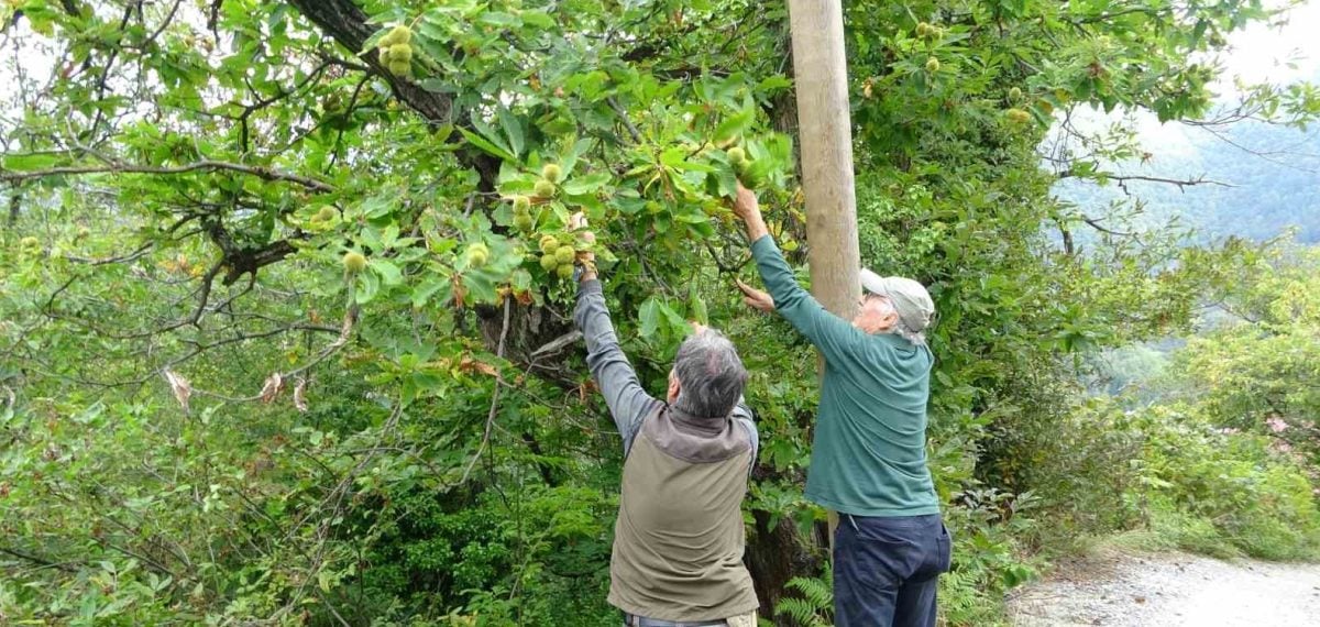 Kastamonu’da kuzu kestanesi hasadı başladı, fiyat kilogramı 250–350 TL