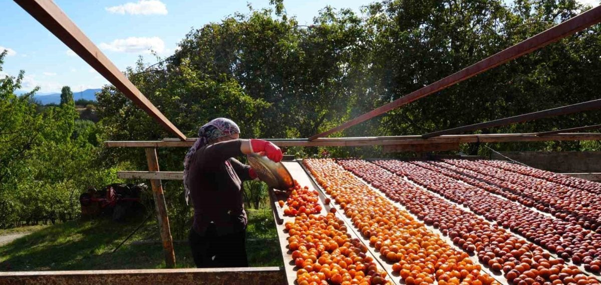 Kastamonu’da üryani eriği hasadı başladı ve sağlık faydaları öne çıktı