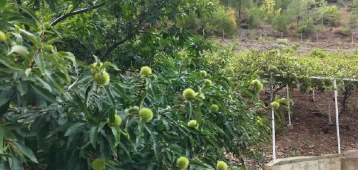Kestaneyle kiraza alternatif arayan üretici 18 yıllık denemede umut verdi