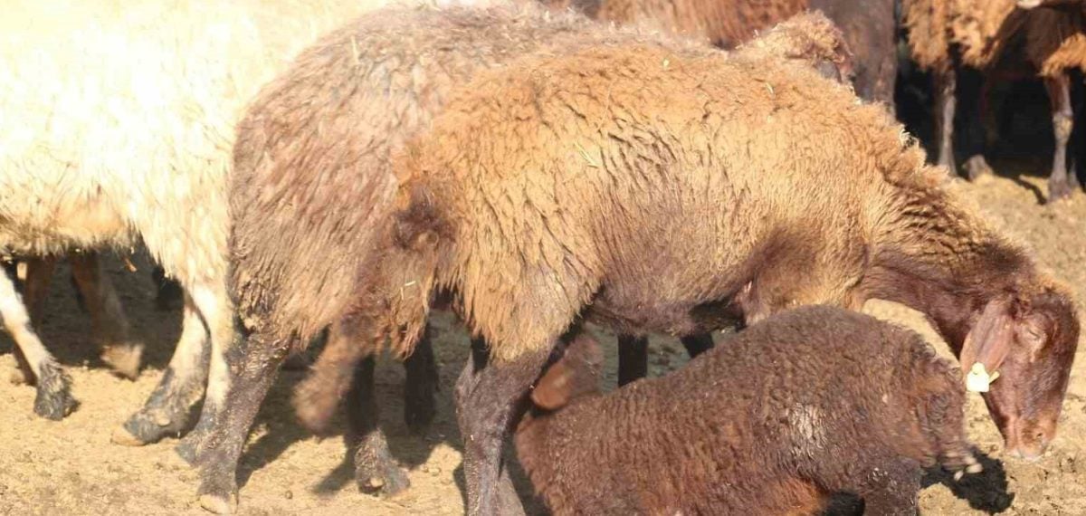 Koyun ve keçilerde mavi dil hastalığına karşı sürü kontrolü ve aşılama uyarısı