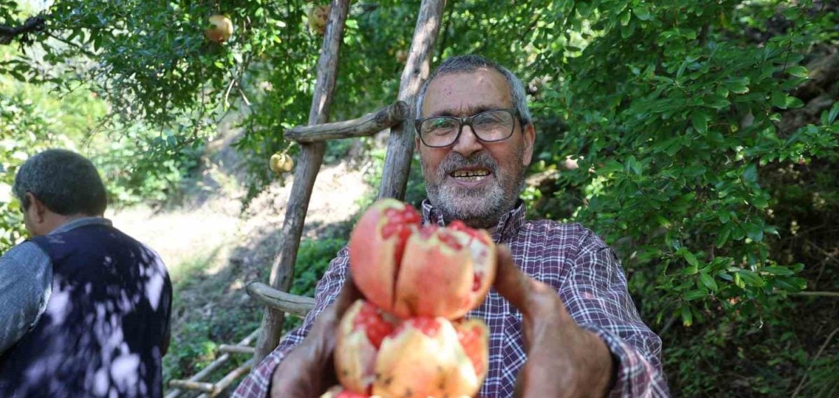 Kuytucak narında hasat başladı üreticinin yüzü güldü