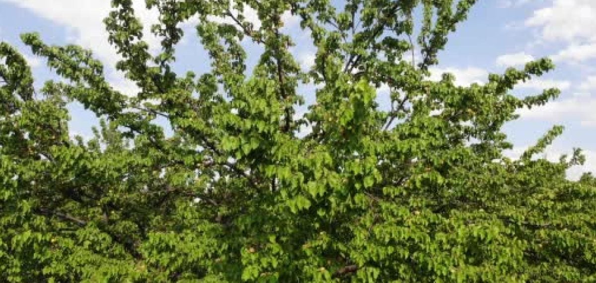 Malatya kuru kayısı ihracatı Ağustos ve Eylül’de 10 bin 300 tona ulaştı