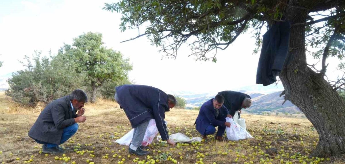 Muş Bilek köyünde 110 bin ahlat ağacıyla geleneksel armut hasadı başladı