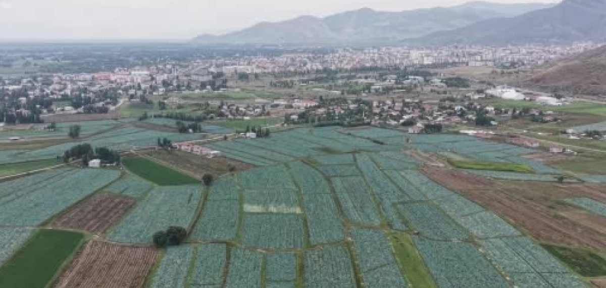 Muş Ovası’nda 4 bin dekarda başlayan lahana hasadı ekonomik katkı hedefliyor