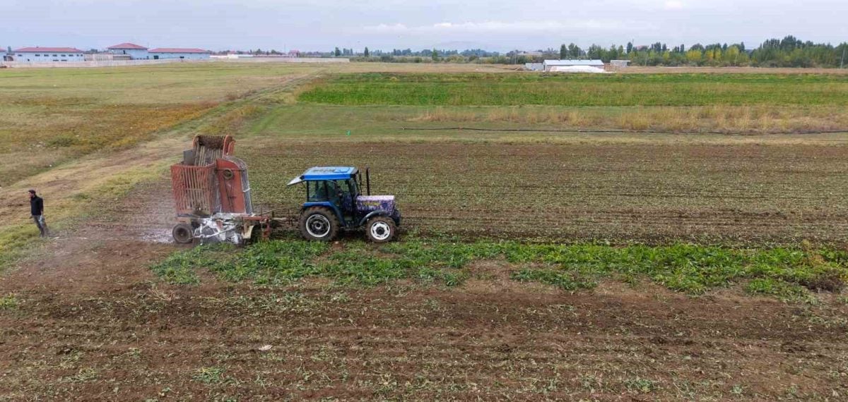 Muş’ta 300 bin ton pancardan 2 buçuk milyar TL ekonomik döngü bekleniyor