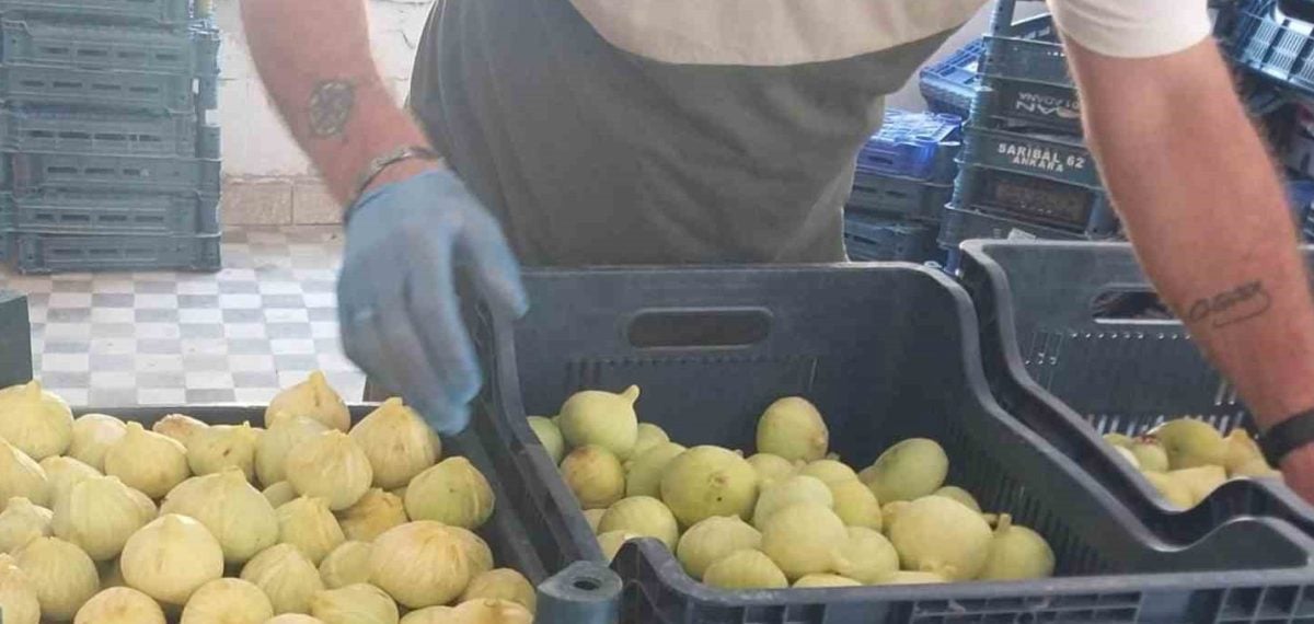Mut ilçe incir hasadı 200 liradan 80 liraya gerileyerek üreticiyi sevindirdi