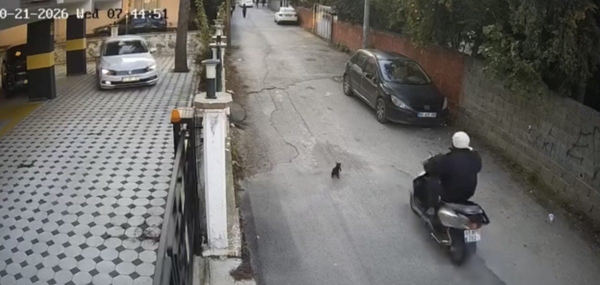 Osmaniye’de motosikletin çarptığı kedi dakikalarca can çekişip öldü