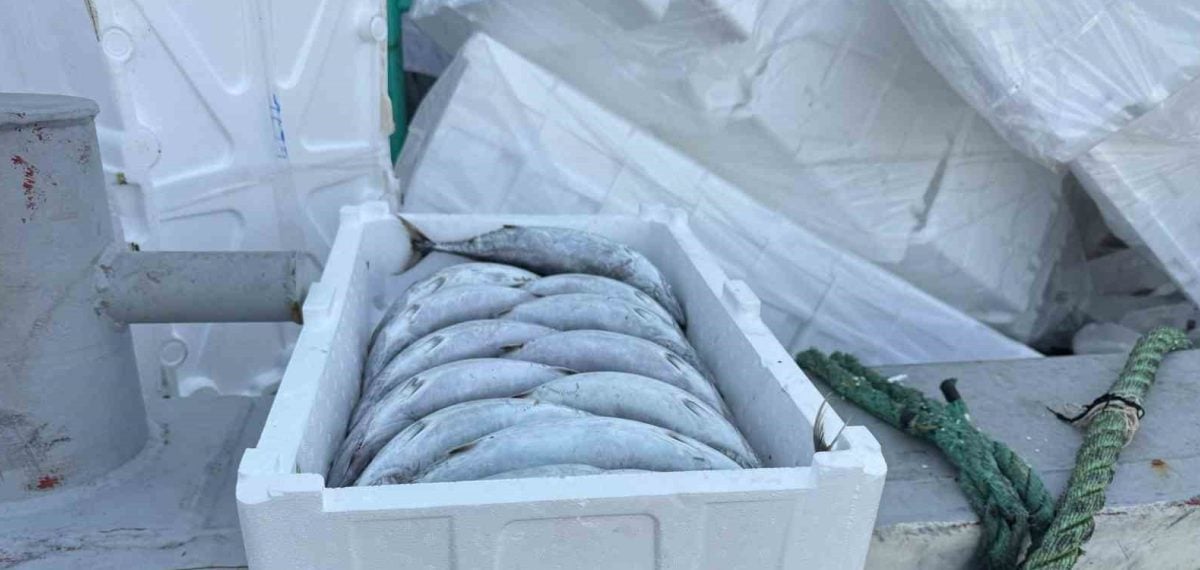 Palamut bolluğunda balık fiyatı 33 TL iken strafor kasa 100 TL’ye mal oldu