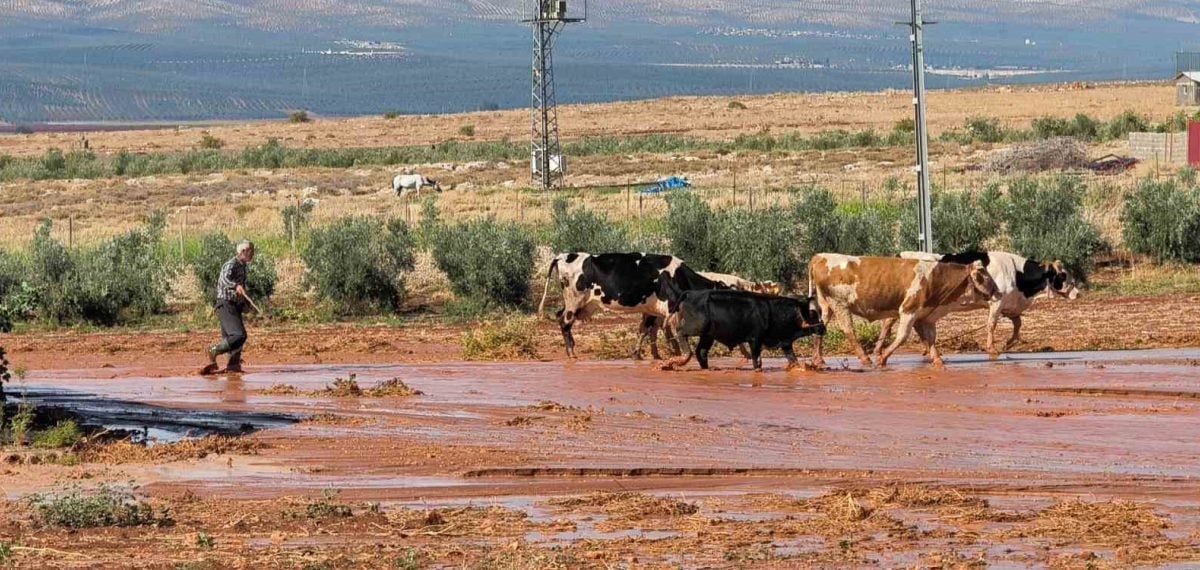 Reyhanlı’da kısa süren sağanak sele dönüşüp tarım ve elektrik altyapısını vurdu