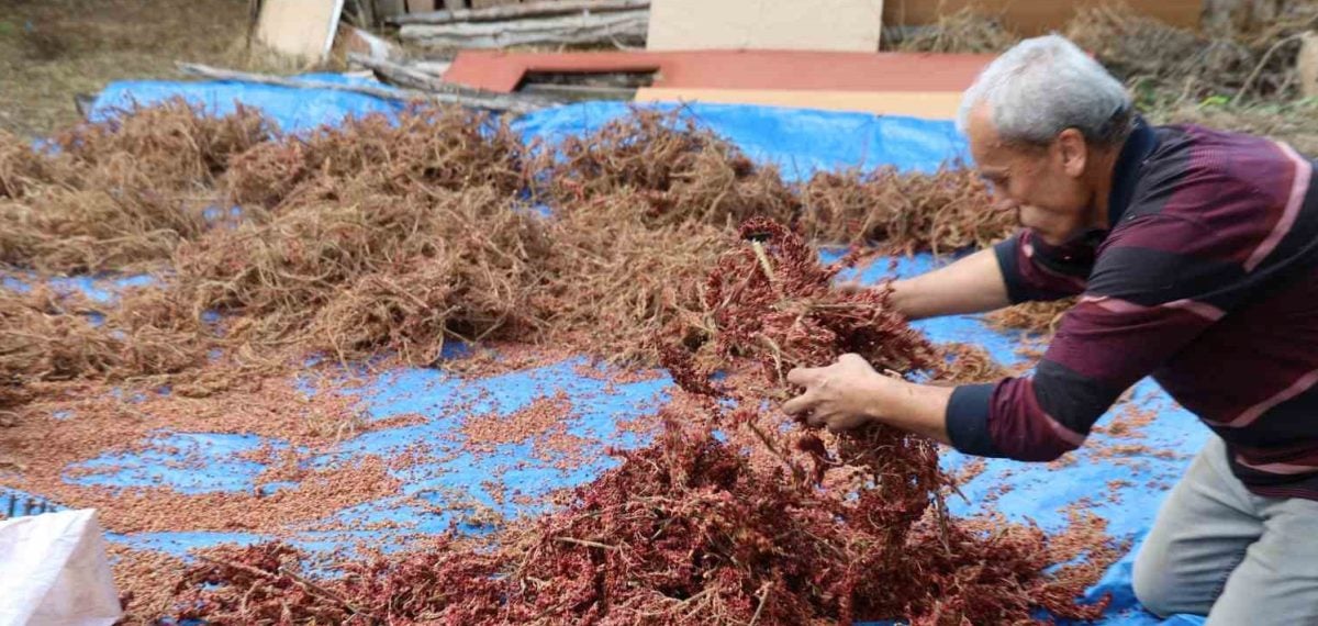 Saimbeyli’de babadan kalan sumak bahçelerinde sezonun talep gören hasadı başladı