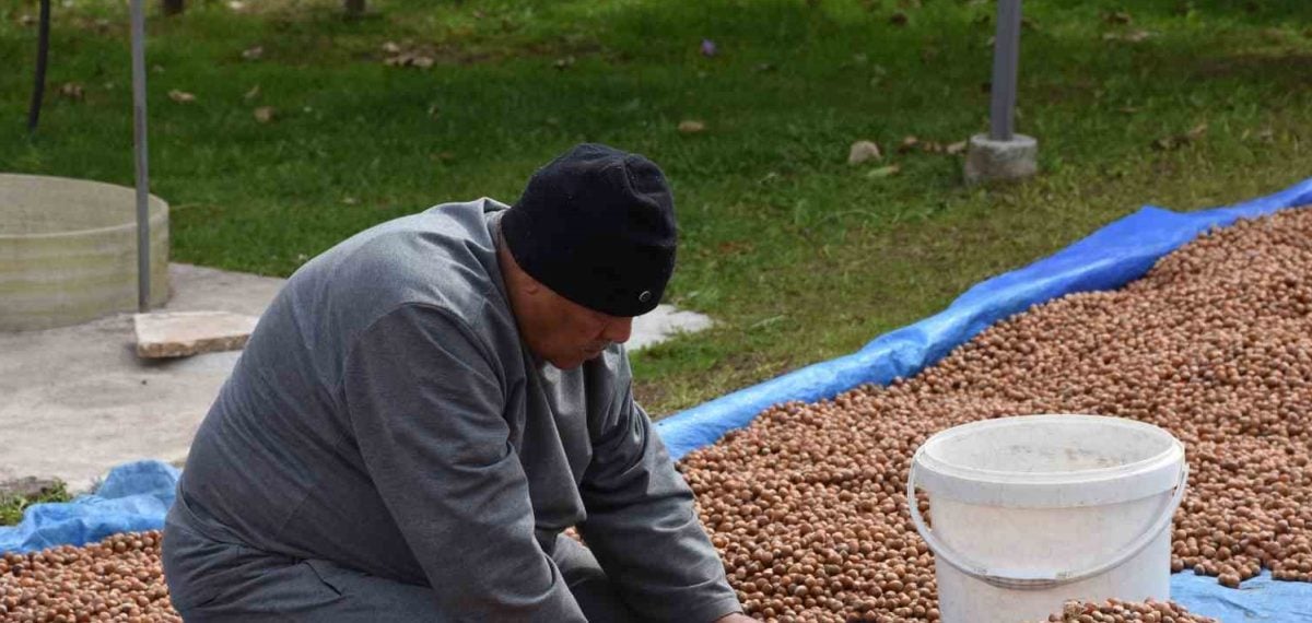 Sakarya’da yağış verimi artırdı ama delik fındık oranı yükseldi