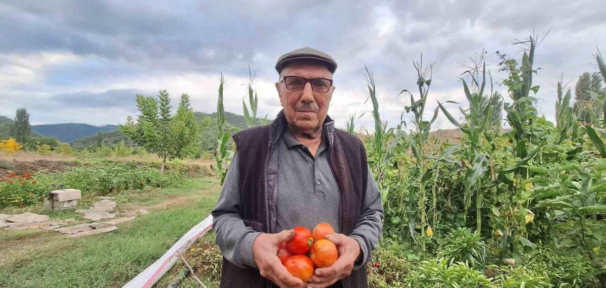 Sarıgöl’de ata tohumu domatesleri kuşaktan kuşağa yaşatma çabası