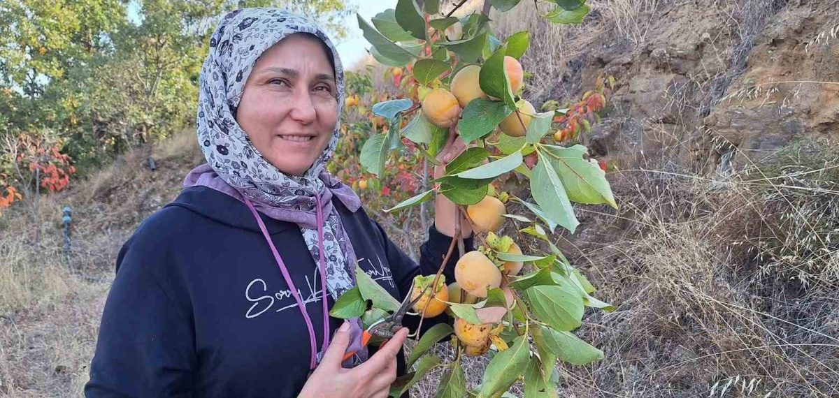 Sarıgöl’de cennet hurması hasadıyla evlerde kışlık kurutma hazırlığı
