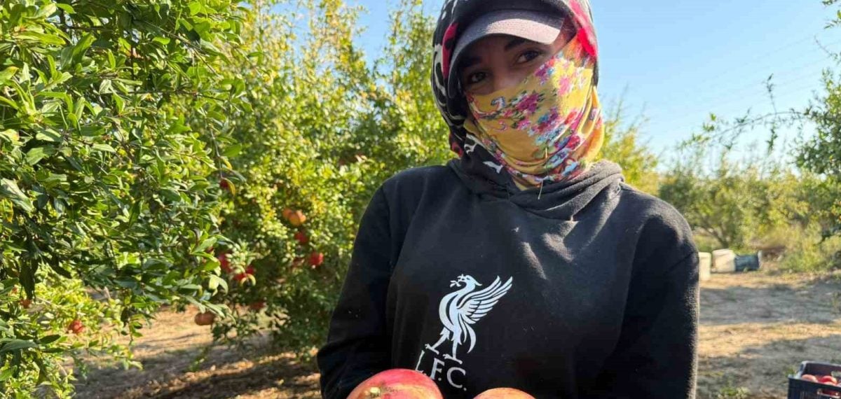 Serik’te yağış uyarısı hasadı öne çekti nar rekoltesi yüksek