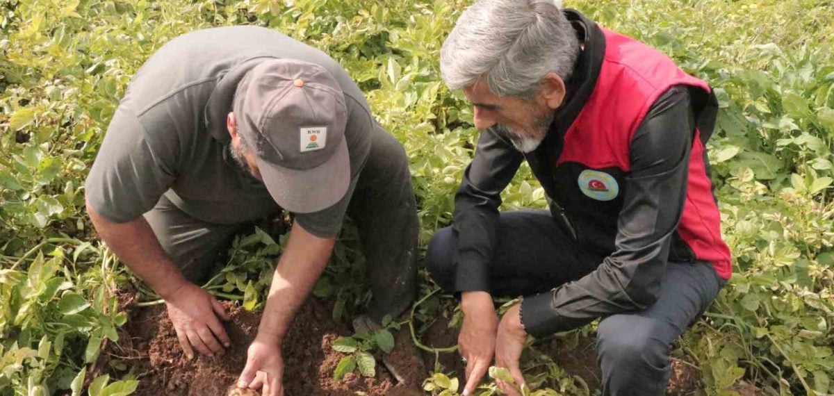 Sivas’ta 29 Ekim’de başlayacak patates sökümü için üreticiler gün sayıyor