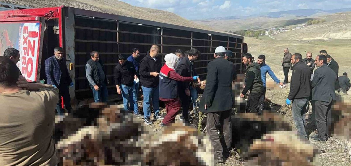 Tekman’da devrilen tırda 300 küçükbaştan 130’u telef oldu