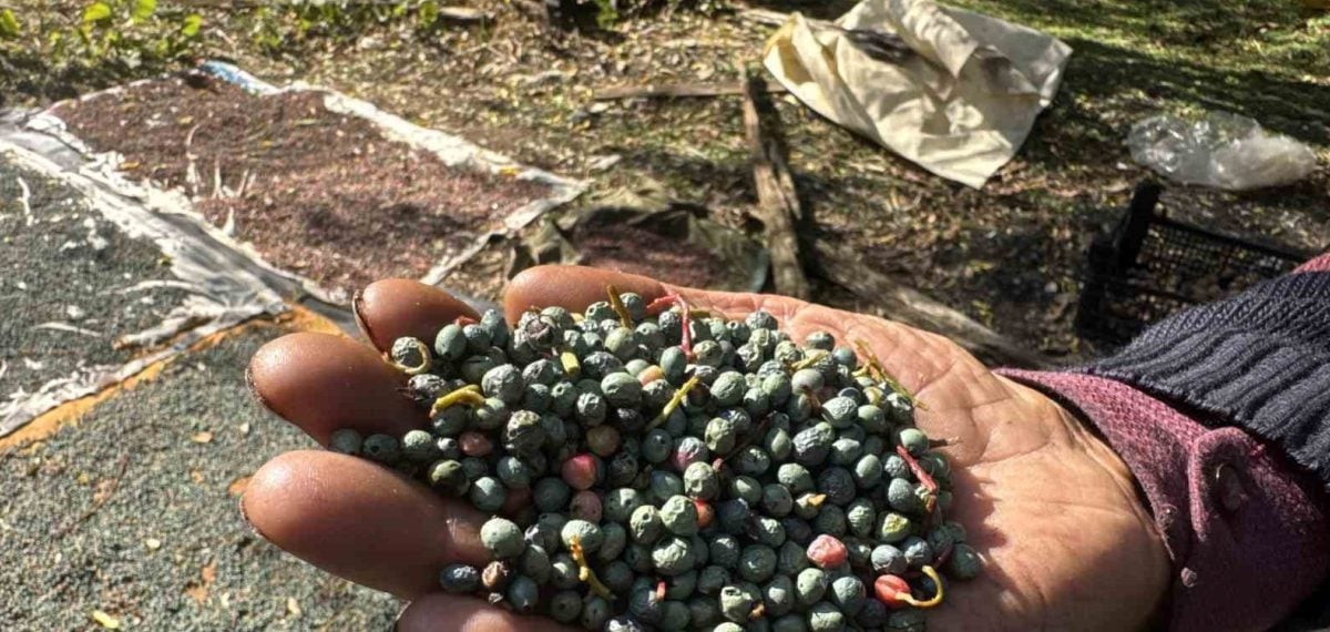 Toroslar’da bol veren menengiç üretimi köylü gelirini yükseltti