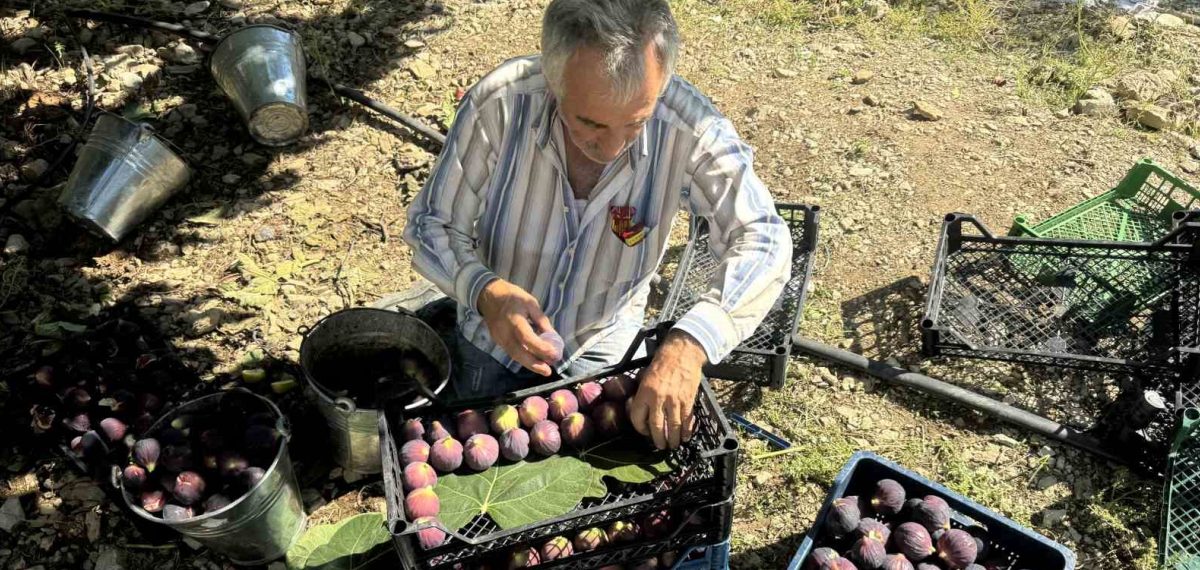 Ürünlü Mahallesi’nde Bursa siyahı incirde rekolte yüzde 93 oranında düştü
