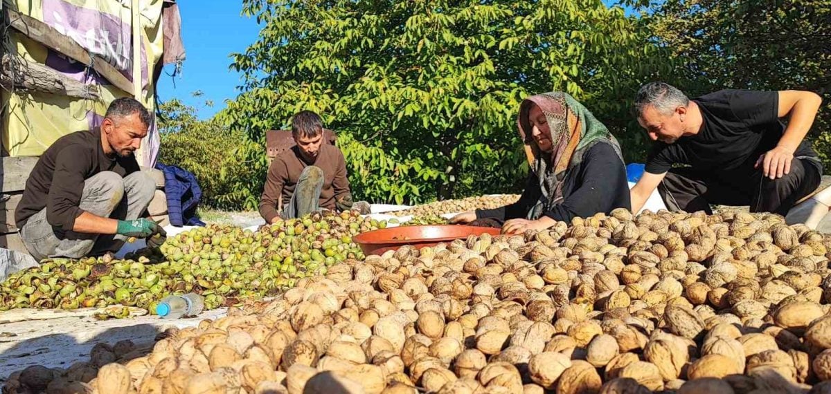 Yozgat’ta bol rekolteli ceviz hasadı başladı üreticiler fiyatlardan yakın