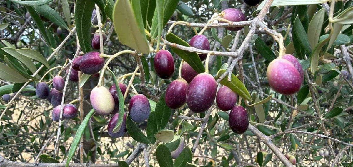 Zeytin olgunluğunda ideal hasat dönemi zeytinyağı kalitesini belirliyor